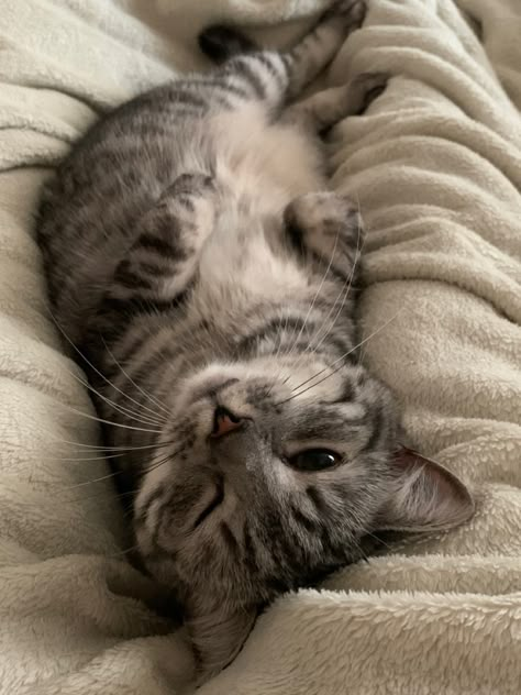 Grey Cat, Söt Katt, Cat Sleeping, Cat Aesthetic, Grey Cats, I Love Cats, Silly Cats, Pretty Cats, Pics Art