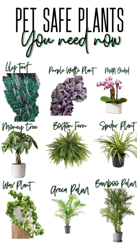 Indoor Plants Pet Friendly, Pet Safe Plants, Pet Friendly Plants, Safe House Plants, Cat Friendly Plants, Cat Safe Plants, Plants Pet Friendly, Pinecone Crafts, Safe House