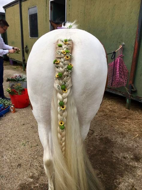 Show Braids Horse, Braided Horse Mane, Tail Braids Horse, Horse Hairstyles Tutorial, Horse Tail Braid Ideas, Braiding Horse Manes, Horse Hairstyles Ideas, Horse Braiding Ideas, Horse Braids Mane