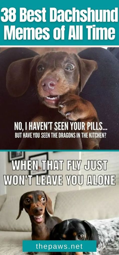 Are you a fan of Dachshunds and need a good laugh? Then you'll surely enjoy these 38 best Dachshund memes of all time! Dachshund Dog Memes, Dachshund Memes Hilarious, Dachshund Humor Hilarious, Dachshund Memes Funny, Dauchsands Funny, Dachshund Dog Funny, Funny Dachshund Quotes, Funny Weiner Dog Quotes, Cute Dachshunds