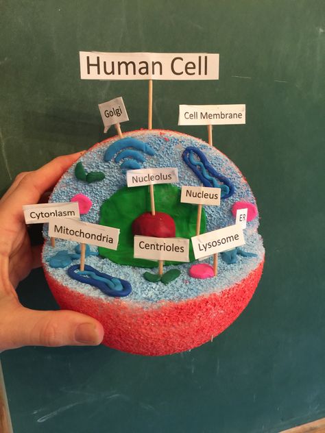 Human Cell Model. Made from a painted foam ball, and clay. Human Cell Model, Cell Diagram Project, Plant Cell Project, Cell Model Project, Plant Cell Model, Animal Cell Project, Cell Project, Human Cell, Human Body Projects