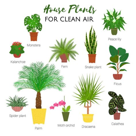 Did you know there can be up to 5x more pollutants in your home than outdoors? Houseplants naturally clean the air and some are better than others for ensuring you don’t get headaches, sore throats, breathing issues and other allergy symptoms. Here’s a few of our favorite (and easiest-to-care-for) house plants for green & clean air at home. #yournaturalhealthcare #healthylifestyle #naturallyclean Japanese Indoor Plants, Plants In Planters, Japanese Plants, Moth Orchid, Potted Houseplants, Best Indoor Plants, Evergreen Plants, Spider Plants, Snake Plant