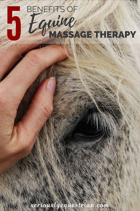 Equine Massage Therapy, Horse Massage, Equine Massage, Manual Therapy, Horse Care Tips, Equine Therapy, Horse Info, Horse Therapy, Horse Anatomy