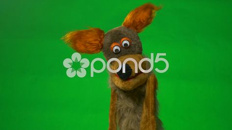 Fox puppet on green screen Variety of  Actions Stock Footage #AD ,#green#screen#puppet#Fox Fox Puppet, Video Effects, Alpha Channel, Green Screen, Children Illustration, Photo Illustration, Puppets, Scooby Doo, Stock Footage