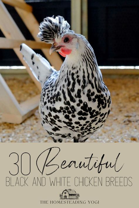 Black and White Chicken with Spangled Plumage White Crested Black Polish Chicken, Fancy Chicken Breeds, White Chickens Breeds, Fancy Chickens Breeds, Prettiest Chicken Breeds, Unique Chicken Breeds, Pretty Chicken Breeds, Black And White Chicken Coop, Splash Chicken