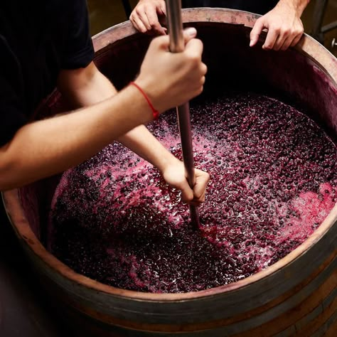 How Is Wine Made? Making Wine From Grapes, Wine From Grapes, Wine Window, Napa Vineyards, Quiche Vegan, Red Money, Wine Production, Wine 101, Making Wine