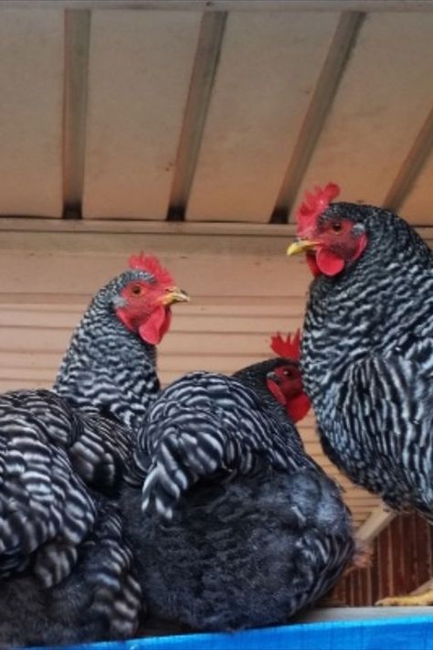 When Do Barred Rock Chickens Start Laying Eggs Barred Plymouth Rock Chickens, Barred Rock Chickens, Plymouth Rock Chicken, Barred Rock, Best Egg Laying Chickens, Egg Laying Chickens, Chicken Tractors, Plymouth Rock, Beautiful Chickens