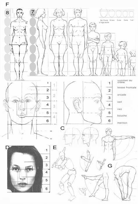 Drawing Body Proportions, Human Body Drawing, Human Anatomy Drawing, Human Figure Drawing, Human Anatomy Art, Human Drawing, Anatomy Sketches, Anatomy For Artists, Figure Sketching