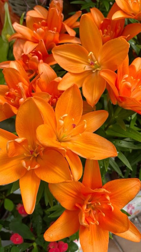 Orange Flower Arrangements, Orange Lotus Flower, Orange Daffodils, Orange Lilly, Le Fluer, Red And Orange Flowers, Flower References, Orange Lilies, Orange Nature