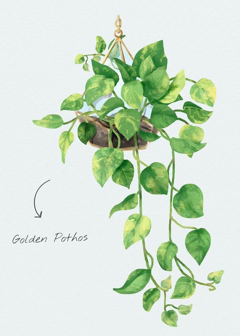 Leaf Aesthetic Drawing, Pathos Plant Drawing, Golden Pothos Tattoo, Pothos Watercolor, Pothos Plant Drawing, Watercolor Pothos, Pothos Illustration, Pothos Painting, Pothos Drawing