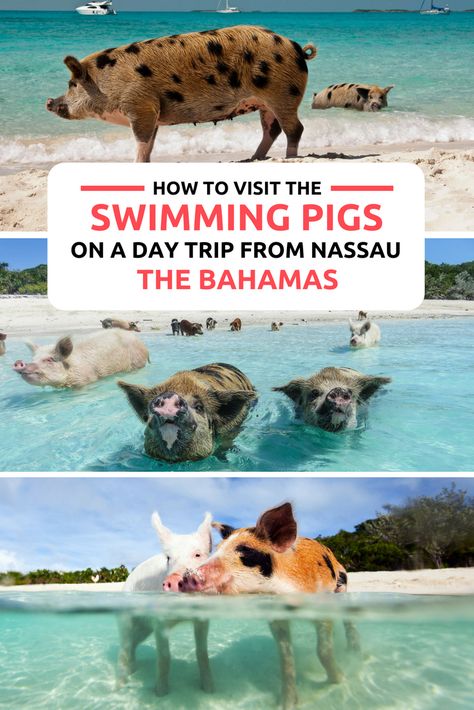 Visit the Bahamas Pigs, the world famous Swimming Pigs in the Exumas on a day trip from Nassau Bahamas. One of the top things to do in Bahamas is visit the Bahamas Swimming Pigs in the Exumas and Abacos islands. Explore the Bahamas with our informative Bahamas Travel Guides. Fly to Staniel Cay in the Exumas, to visit the Bahamas Pigs on an excursion to Pig Beach on Pig Island. Bahamas Air Tours provides Bahamas Day Trips and Island hopping tours to Bahamas from Florida. Pig Island Bahamas, Swimming Pigs Bahamas, Pig Beach Bahamas, Swim With Pigs, Exuma Pigs, Bahamas Pigs, Bahamas Travel Guide, Pig Island, Bahamas Honeymoon