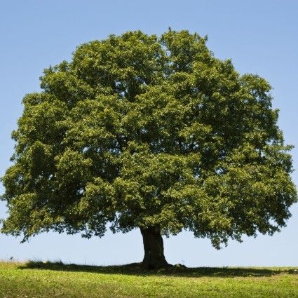 Live Oak Tree, 숲 사진, Live Oak Trees, Live Oak, Shade Trees, Evergreen Trees, Deciduous Trees, Oak Tree, Beautiful Tree