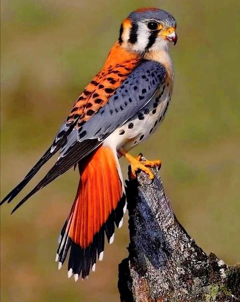 The American Kestrel 🐦🐦🐦 Also called a sparrow Hawk is the smallest and most common Falcon in North America. American Nature, North American Birds, Raptors Bird, American Kestrel, Dog Poses, Cosplay Tutorial, Pretty Animals, Nature Birds, Foto Poses