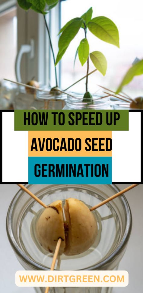 How To Sprout An Avocado Seed, Avocado Plant From Seed, Avocado Seed Growing, Growing Fruits And Vegetables, Backyard Hacks, Plants For Bedroom, Best Plants For Bedroom, Seed Growing, Grow Avocado