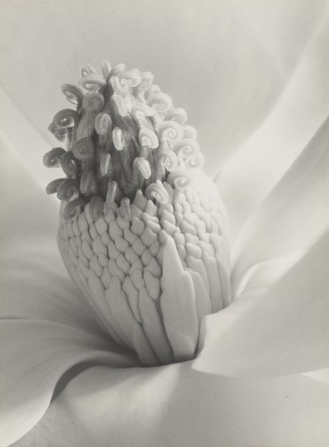 Imogen Cunningham | Magnolia Blossom, Tower of Jewels, 1925. Imogen Cunningham, Simple Subject, Eric Lafforgue, Botanical Photography, Edward Weston, Alfred Stieglitz, Magnolia Blossom, Mario Testino, Gelatin Silver Print