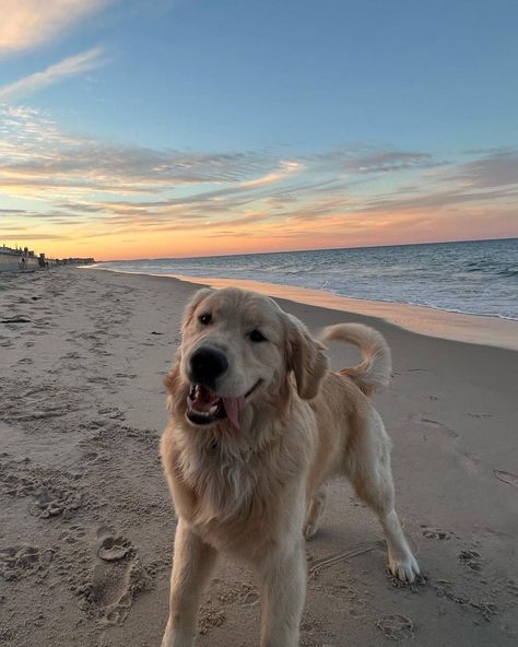 Wholesome Dog, Perros Golden Retriever, Golden Doodles, Angel Babies, Very Cute Dogs, Really Cute Dogs, A Golden Retriever, Pets 3, Cute Animal Photos