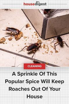 With so many decadent scents floating through your kitchen each day, it's easy to see why pests like cockroaches find their way inside and look for a delicious meal. #pestcontrol #roaches Diy Roach Repellent, Natural Cockroach Repellent, How To Keep Roaches Out Of Your House, How To Kill Roaches In The House, Natural Roach Repellent For Home, Diy Roach Killer Homemade, Kill Roaches Fast, Roaches Get Rid Of Diy, Roach Remedies