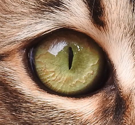 https://flic.kr/p/23Ee3rH | WS1902: Cat Eye - Photo Reference | Workshop by Lisa Ann Watkins seen in the February 2019 issue of COLORED PENCIL Magazine.  www.coloredpencilmag.com CLICK ON ARROW TO DOWNLOAD FULL SIZE IMAGE Reference Photos Animals, Eye Colored Pencil, Cat Eye Art, Reference Images For Artists, Cat Eye Drawing, Animals Eyes, Draw Eye, Eye Photo, Animal Eyes