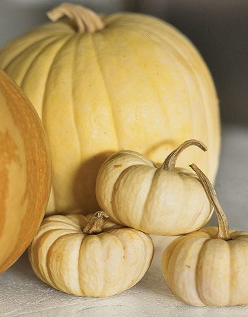 Thanksgiving pumpkins. I always want white pumpkins for Thanksgiving. Peter Peter Pumpkin Eater, Pumpkin Varieties, Autumn Farmhouse, Pumpkin Eater, Yellow Autumn, Autumn Cottage, Golden Autumn, Golden Amber, Colors Of Autumn