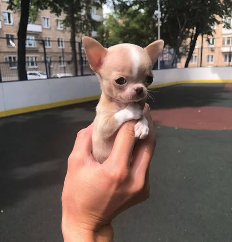 Psy Chihuahua, Animal Eating, Teacup Chihuahua Puppies, Baby Chihuahua, Cute Chihuahuas, Chihuahua Puppy, Teacup Chihuahua, Cute Chihuahua, Baby Animals Pictures