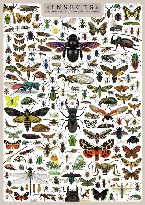 Insect Classification, Tuscany Watercolor, Insect Poster, Single Pictures, Halloween Tea Party, Pictures Of Insects, Nature Collage, Butterfly Poster, Beautiful Bugs