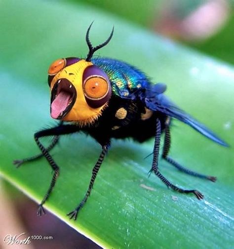 Macro Photography Examples and Tips (15) Weird Insects, Wing Butterfly, Regard Animal, Cool Insects, Cool Bugs, Beautiful Bugs, A Bug, Bugs And Insects, Weird Creatures