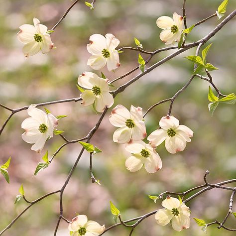 Dogwood Tattoo, Time Photoshoot, Flowering Dogwood, Dogwood Blooms, State Flowers, Background Reference, Dogwood Branches, Plants Cactus, Prairie Garden