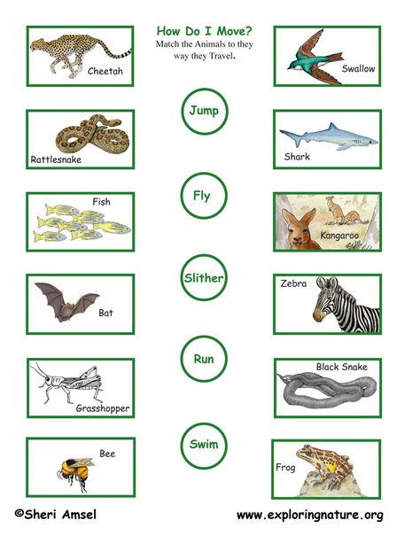 SCIENCE :ANIMALS: Worksheet 3 - Match The Animals To The Way They Mo... Animals Movement Worksheet, Kindergarten Science Worksheets, Reggio Activities, Animals Worksheet, Farm Animals Preschool, Frog Life Cycle, Preschool Activity Books, Worksheets For Class 1, Fun Worksheets For Kids