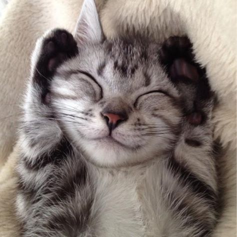 Top 14 des chats qui sourient à la vie, le top qui fait du bien Smiling Cat, Kitten Love, Cat Icon, Cat Behavior, Cute Kittens, Silly Cats, Cats Meow, Beautiful Cats