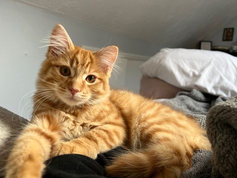 Cat Cute Aesthetic, Therapy Cat, Ginger Kitten, Orange Kittens, Dream's Cat, Cat Pfp, Orange Tabby Cats, Ginger Cat, This Is My Story