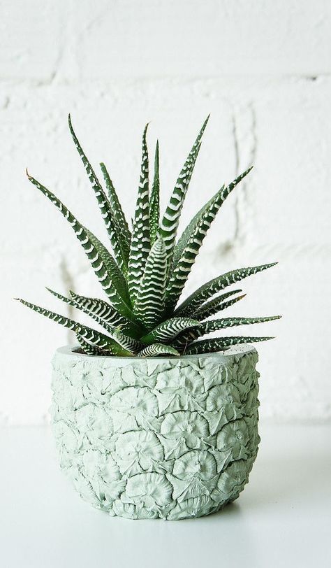 Hurrah — a planter for the pineapple obsessed ($50)! It makes even the simplest plants look like works of art. Plus, how cool is the mint shade? — AE Earth Warrior, Kaktus Dan Sukulen, Euphorbia Milii, Small Indoor Plants, Zebra Plant, نباتات منزلية, Plants Are Friends, Free Plants, Cactus Succulents