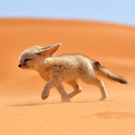 Fennec - Renard des sables Zoo Photos, Fennec Fox, Pet Fox, Animal Reference, Pretty Animals, Animal References, Silly Animals, Cute Wild Animals, Animal Pics