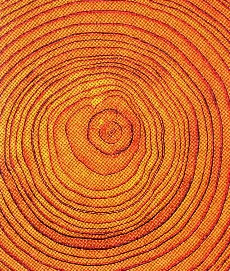 tree ring - Leaf Vector, Soyut Sanat Tabloları, Tree Rings, Orange You Glad, Orange Aesthetic, Trending Pins, Orange Tree, Orange Crush, Orange Is The New Black