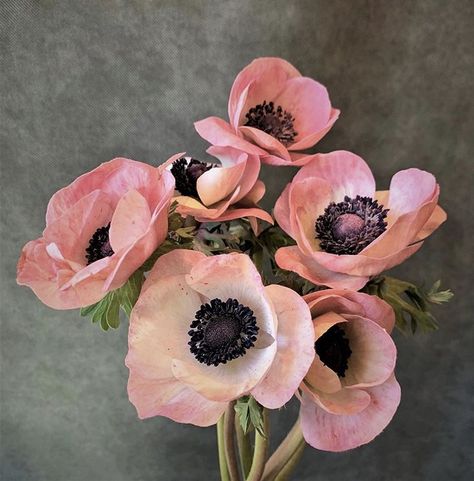 Pink and black anemone flower blooms Black Anemone, Anemone Flowers, Anemone Flower, Cut Flower Garden, Flower Therapy, Floral Photography, Deco Floral, Arte Floral, Flower Farm