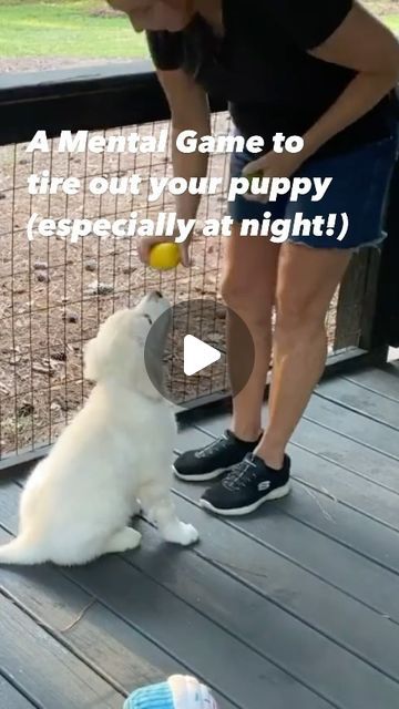 Kim Paciotti Puppy Training Specialist CPDT-KA on Instagram: "✅This game will develop their memory and problem solving skills. Great to play at night to tire them out. 

➡️Start with the simple items of an orange, lemon, and lime as citrus is very easy for puppies to distinguish. 

Here is how to teach:

1️⃣. Name the fruit, and let the puppy sniff each item individually. First the lemon, then lime, then the orange. (Lemon is the most pungent, lime is less intense, orange is sweeter). Reward with a small treat. Do this a few times so the puppy learns if he sniffs the item he is rewarded. 

2️⃣. Take the lemon and the lime in each of your hands.  Starting with your hands at your shoulders lower the lemon and say the word and let the puppy sniff. Now lower the lime say the word and let them How To Train A Puppy, How To Teach Dog To Lay Down, How To Teach Your Dog To Turn Around, How To Teach Your Dog To Come, Teach Puppy To Lay Down, Training Specialist, Puppy Tricks, Puppy Games, How To Teach Your Puppy Not To Jump