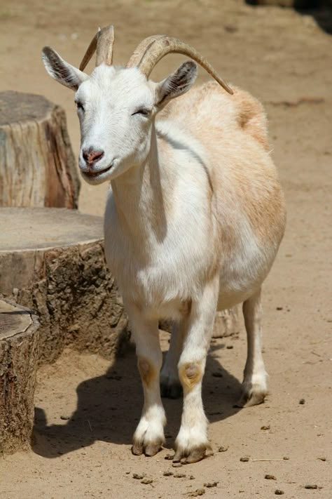 Goat Images, Goat Pictures, Goat Picture, Suffolk Sheep, Goats And Sheep, Goat Art, Pygmy Goat, Goat Lover, Cute Goats