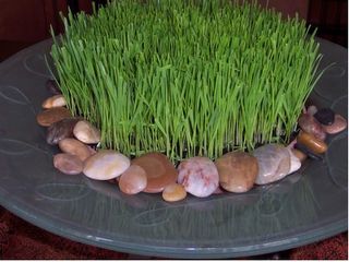 Grow your own wheatgrass! Wheat Grass Decor, Wheat Grass Centerpiece, How To Grow Wheat, Grass Centerpieces, Grow Wheat, Growing Wheat, Grass Centerpiece, Place For Wedding, Diy Wedding Inspiration