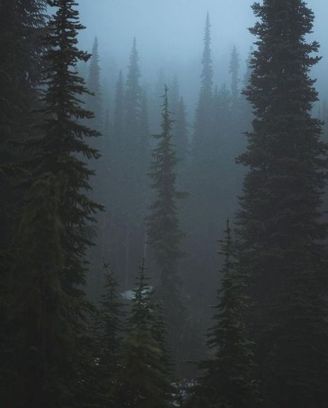 Pnw Aesthetic, There And Back Again, Dark Forest Aesthetic, Pacific Northwest Travel, Forest Wood, Gothic Wallpaper, Pretty Backgrounds, Capture Photo, Gothic Aesthetic