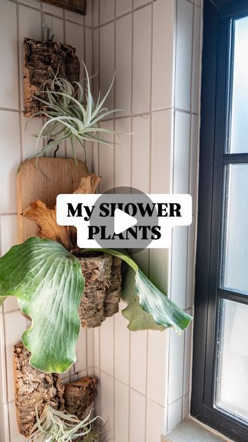 Plant For Shower Head, Walk In Shower Plants, Air Plant Bathroom, Shower Plant Shelf, Japanese Houseplants, Fern In Bathroom, Shower Plants Bathroom, Plants In Shower Ideas, Plants In The Shower