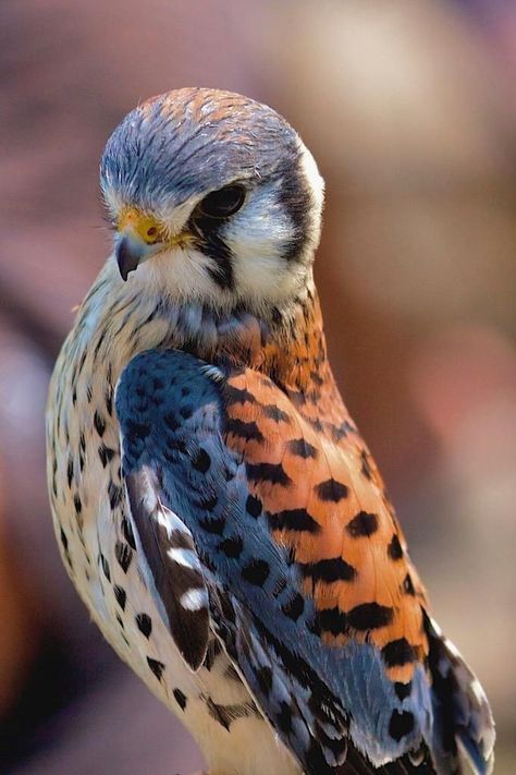 American Kestrel, Regnul Animal, Kestrel, Nature Birds, Clipuri Video, Bird Pictures, Exotic Birds, All Birds, Amazing Animals