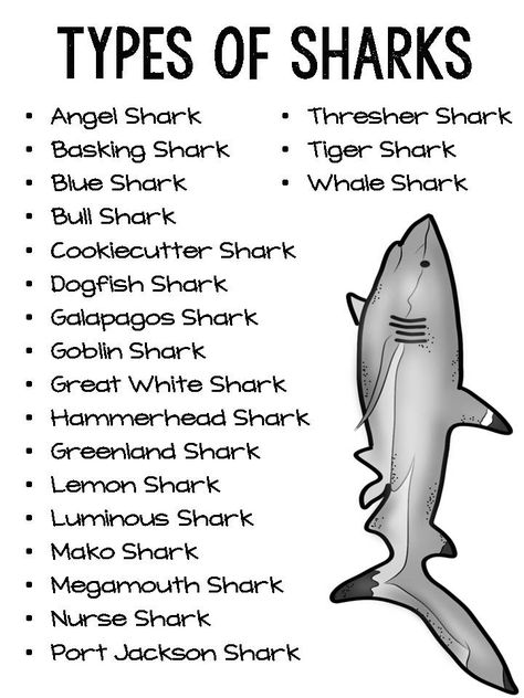 Dogfish Shark, Megamouth Shark, Different Types Of Sharks, Galapagos Shark, Oceanography Marine Biology, Greenland Shark, Basking Shark, Happy Shark, Types Of Sharks