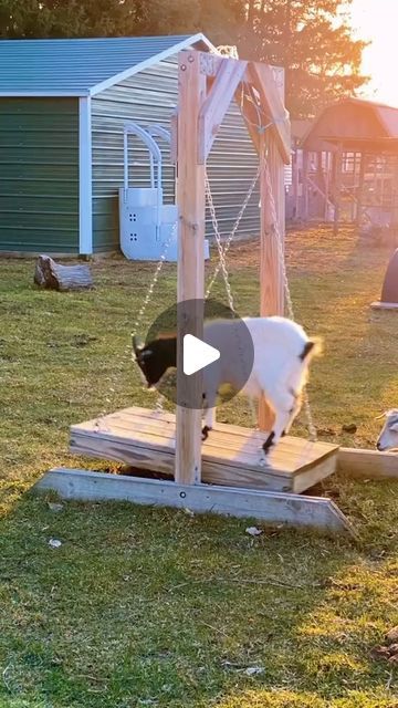 Goat Playground Ideas Diy, Goat Paddock, Goat House Ideas, Goat Playground Ideas, Goat Barn Ideas, Goat Houses, Goat Pen Ideas, Goat Playground, Goat Ideas