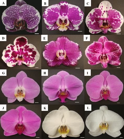 Morphology of Doritaenopsis and Phalaenopsis cultivars. (A) Dtps.... | Download Scientific Diagram Orchid Plant Care, Orchid Varieties, Wafer Paper Flowers, Weird Plants, Growing Orchids, Scientific Diagram, Blossom Tattoo, Cymbidium Orchids, Phalaenopsis Orchid