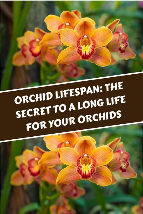 Discover the beauty of orchids, beloved by plant enthusiasts worldwide. With the right care, these exquisite plants can thrive for a decade or more. Uncover the secrets to ensuring their longevity and flourishing in your own space. Explore their unique requirements and valuable tips to sustain them for years to come. Orchid Plant Care, Orchid Roots, Orchid Leaves, Orchid Plant, Dendrobium Orchids, Phalaenopsis Orchid, Liquid Fertilizer, Orchid Plants, Late Winter