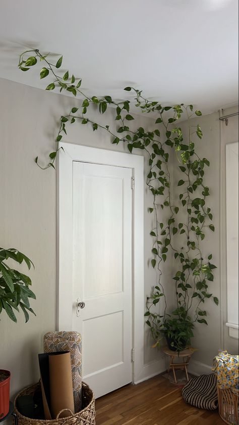 Green Wall Living Room Plants, Pothos Bedroom Decor, Hanging Pothos On Wall, Pathos On Wall, Hanging Pathos On Wall, Pothos Plant Wall Decor, Viney Indoor Plants, Trailing Pothos Wall, Vines In Kitchen