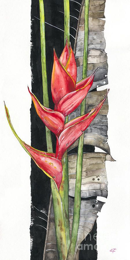 Heliconia Flower, Canvas Painting Diy, Watercolor Flowers Paintings, Tropical Art, Flower Art Painting, Botanical Wall Art, Silk Painting, Watercolor And Ink, Botanical Art