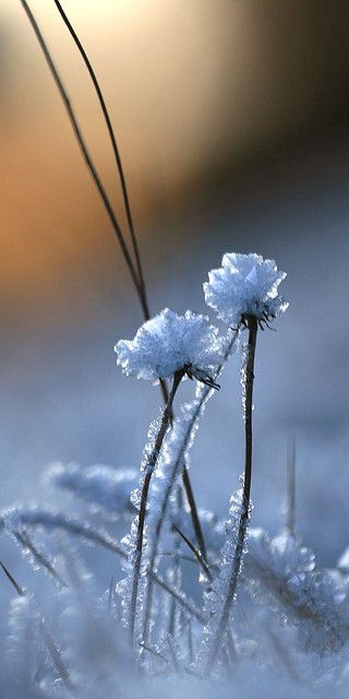 Winter beauty - Snow forms ice crystal flowers on blades of grass in a winter field. Winter Szenen, I Love Winter, Ice Crystals, Winter Nature, Ice Snow, Airbrush Art, Snow Ice, Winter Magic, Winter Scenery