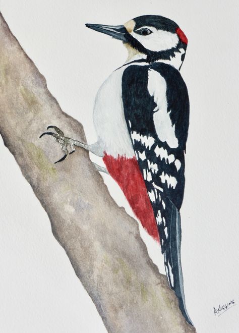 Woodpecker Watercolor, Woodpecker Art, Spotted Woodpecker, Birch Tree Painting, Simple Canvas Paintings, Simple Acrylic Paintings, Watercolor Flowers Paintings, Bird Drawings, Bird Illustration