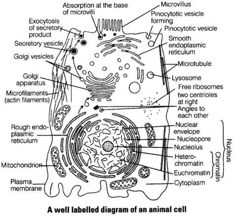 NCERT Exemplar Problems Class 9 Science - The Fundamental Unit of Life - CBSE Tuts  #Ncertsolutions #Ncertsolutionsclass9Science #Ncertsolutionsclass9Sciencechapter5 Class 9 Science Notes Biology, Science Notes Biology, Plant Cell And Animal Cell, Animal Cell Diagram, Class 9 Science Notes, The Fundamental Unit Of Life, Notes Biology, Light Microscope, Nuclear Membrane