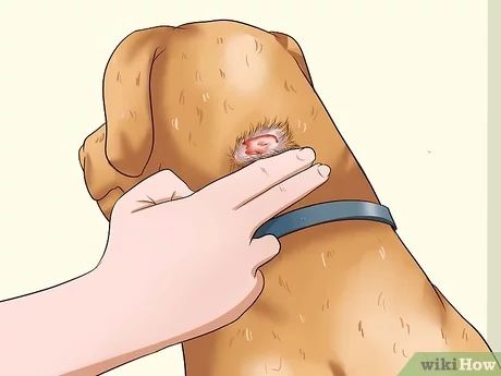 Dog Itchy Skin Remedy, Dog Rash, Mites On Dogs, Dog Itching Remedies, Itchy Skin Remedy, Itchy Dog Skin, Dog Dry Skin, Snuggle Puppy, Dog Skin Allergies